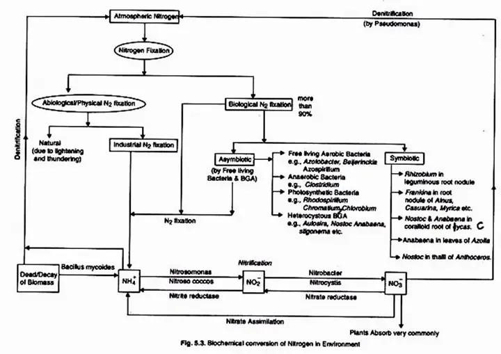 image 528