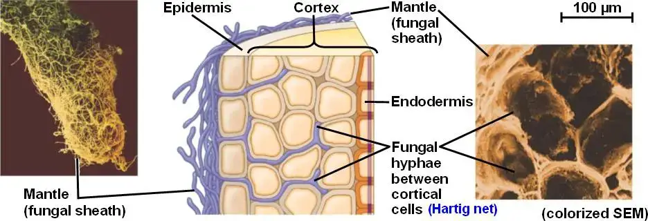 Structure of Ectomycorrhiza