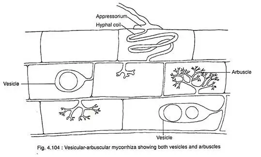 Vesicular-arbuscular mycorrhizae (VAM)
