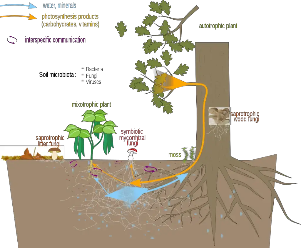 Nutrient exchanges and communication between a mycorrhizal fungus and plants. 