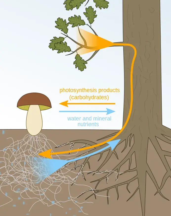 Within mutualistic mycorrhiza, the plant provides carbohydrates (photosynthesis byproducts) to the fungus, while the fungus provides water and nutrients to the plant in exchange.