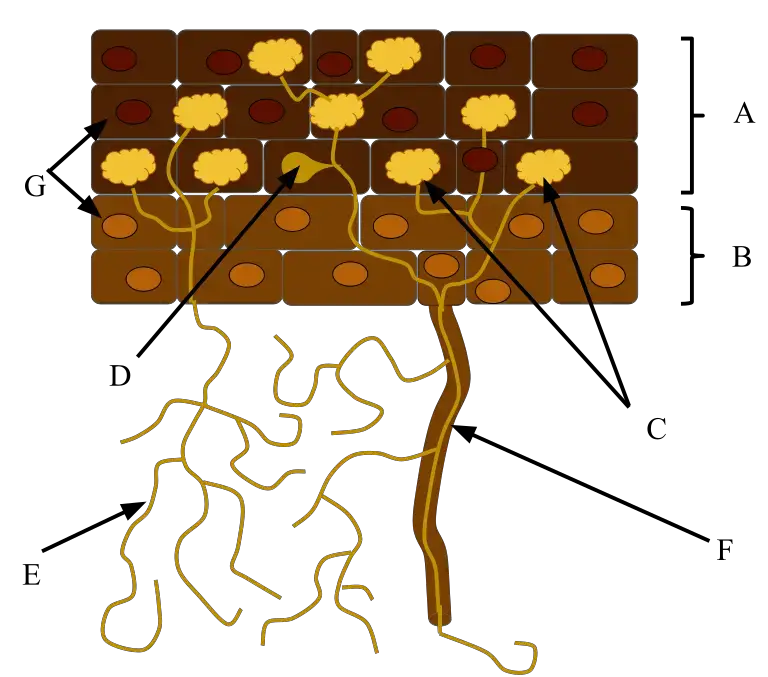 In this symbiotic relationship, fungal hyphae (E) increase the root’s surface area and nutrient intake, while the plant provides the fungi with fixed carbon (A=root cortex, B=root epidermis, C=arbuscle, D=vesicle, F=root hair, G=nuclei).