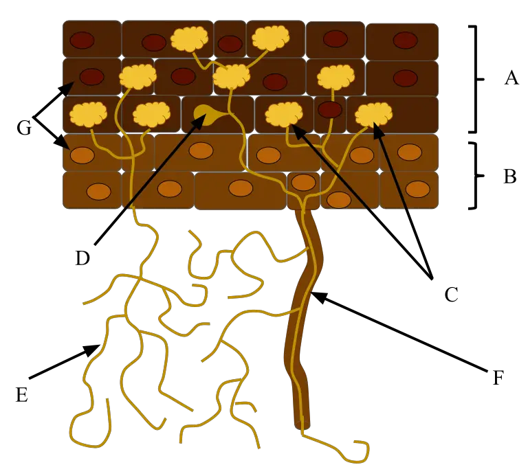 In this symbiotic relationship, fungal hyphae (E) increase the root’s surface area and nutrient intake, while the plant provides the fungi with fixed carbon (A=root cortex, B=root epidermis, C=arbuscle, D=vesicle, F=root hair, G=nuclei).