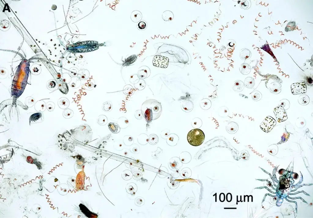 Marine microplankton and mesoplankton Part of the contents of one dip of a hand net. The image contains diverse planktonic organisms, ranging from photosynthetic cyanobacteria and diatoms to many different types of zooplankton, including both holoplankton (permanent residents of the plankton) and meroplankton (temporary residents of the plankton, e.g., fish eggs, crab larvae, worm larvae). | Jay Nadeau, Chris Lindensmith, Jody W. Deming, Vicente