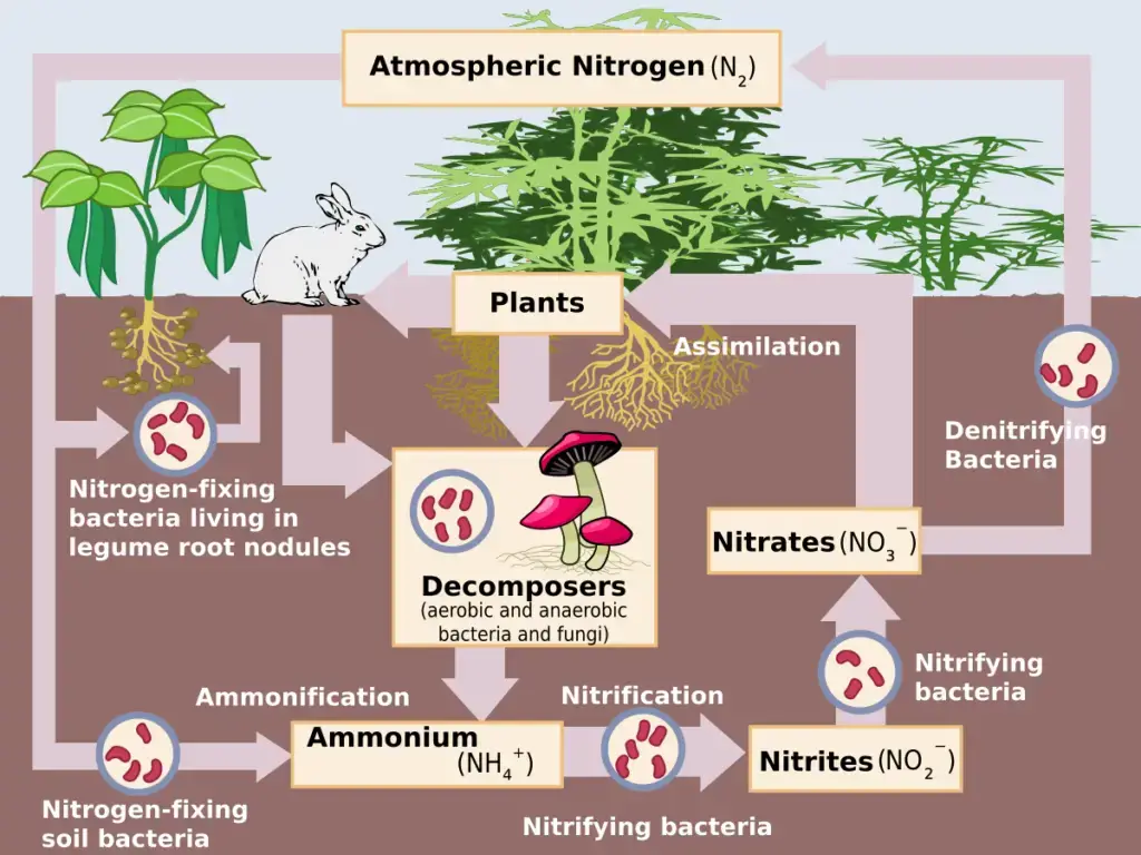 Stages of Nitrogen Cycle
