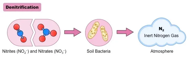 Denitrification