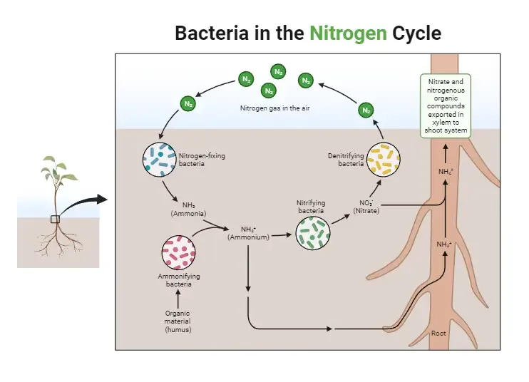 Bacteria in the Nitrogen Cycle
