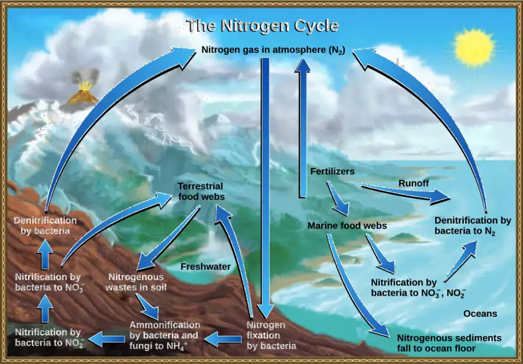 Nitrogen Cycle in Marine Ecosystem
