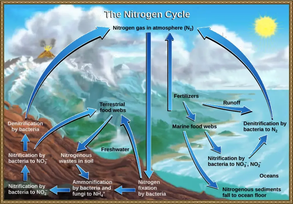 Nitrogen Cycle in Marine Ecosystem
