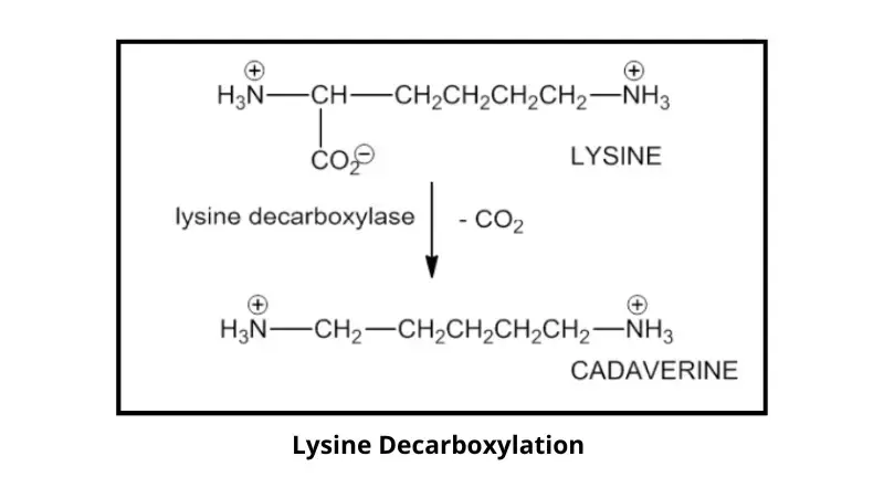 Principle of Lysine decarboxylase test
