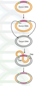 Transposition - Definition, Types, Mechanism
