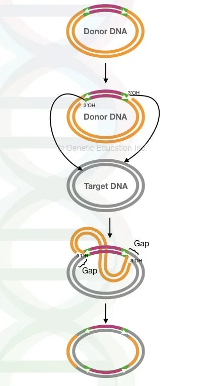 Replicative Transposition | Image Source: geneticeducation.co.in
