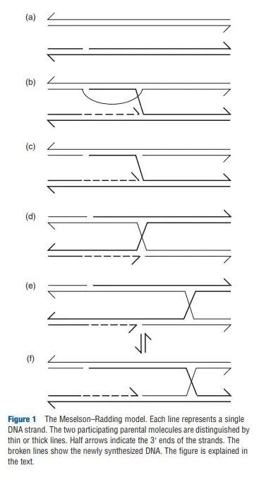 Meselson-Radding model
