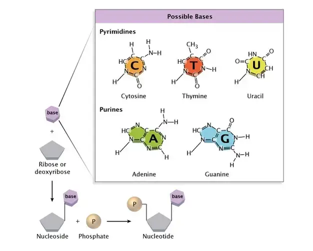 The chemical structure of a nucleotide.
