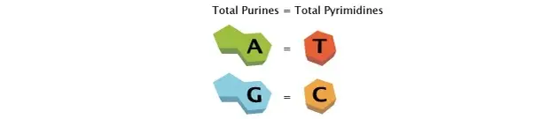 Chargaff’s rule
