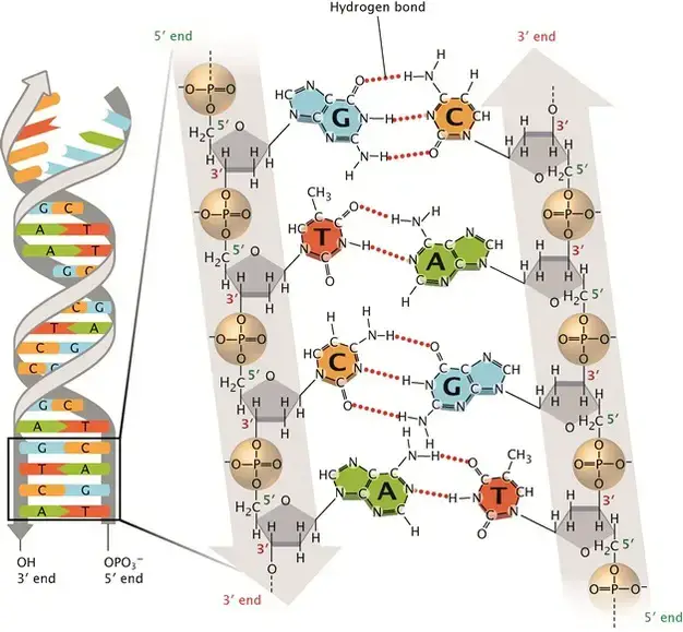 Base pairing in DNA.
