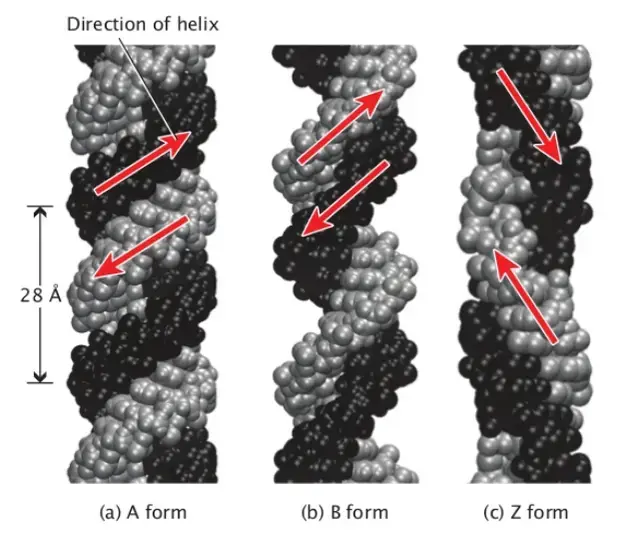 Three different conformations of the DNA double helix.
