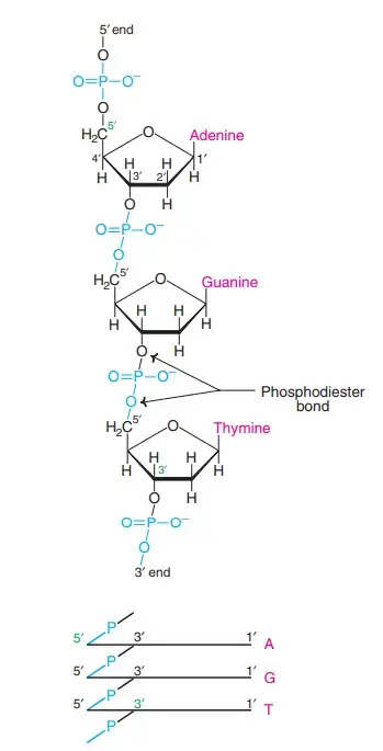 Properties of DNA
