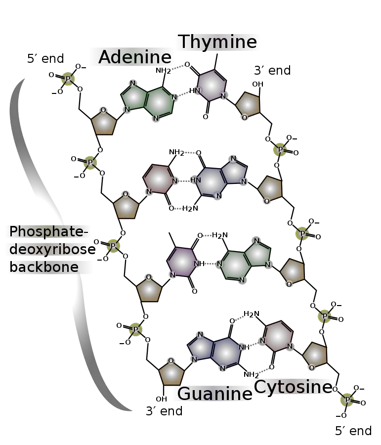 Properties of DNA
