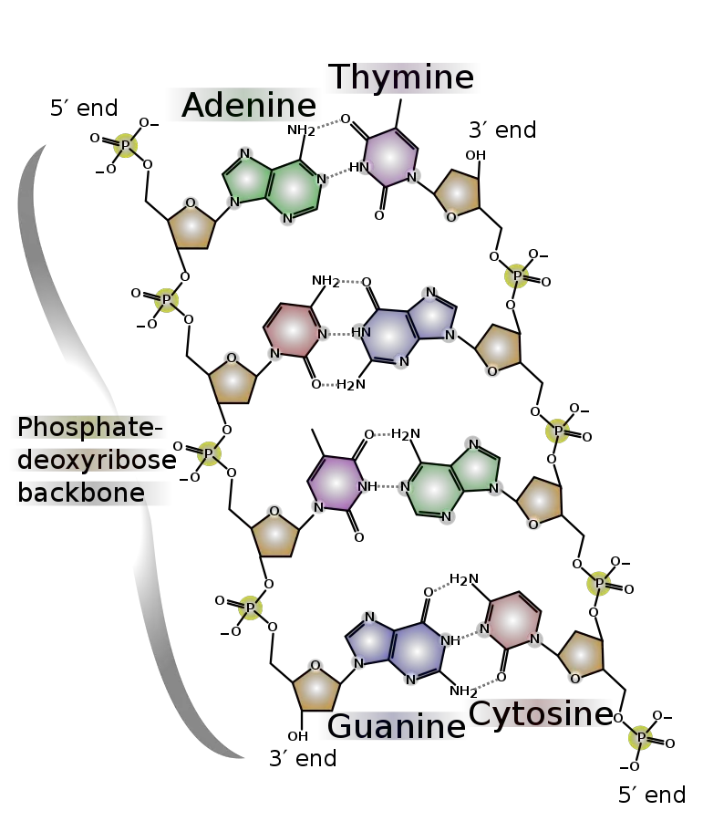 Properties of DNA
