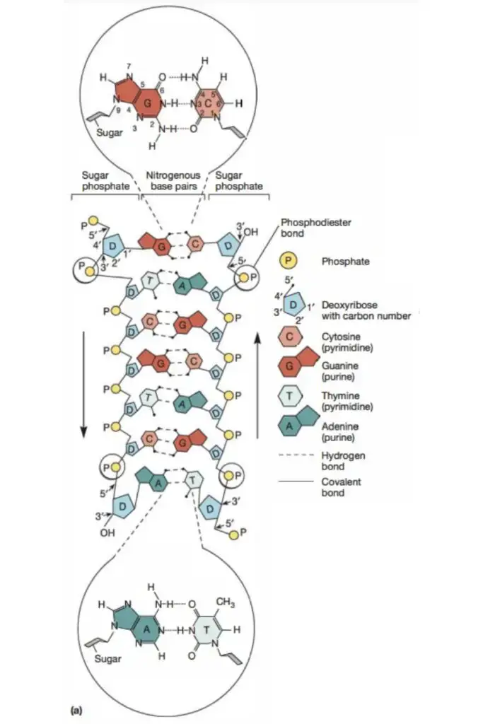 DNA Structure
