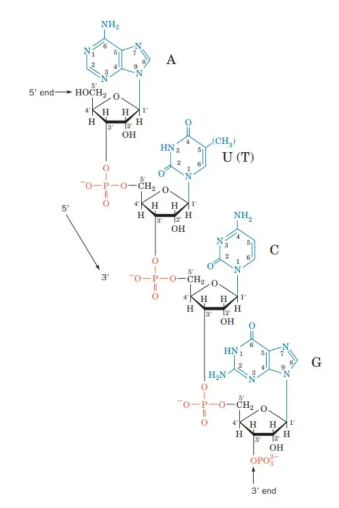 DNA - Definition, Structure, Properties, Types, Functions - Biology ...