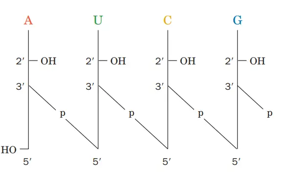 Structure of DNA
