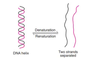 DNA - Definition, Structure, Properties, Types, Functions - Biology ...