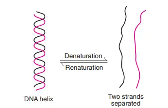 Diagrammatic representation of denaturation and renaturation of DNA.
