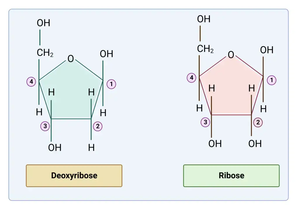 components of DNA
