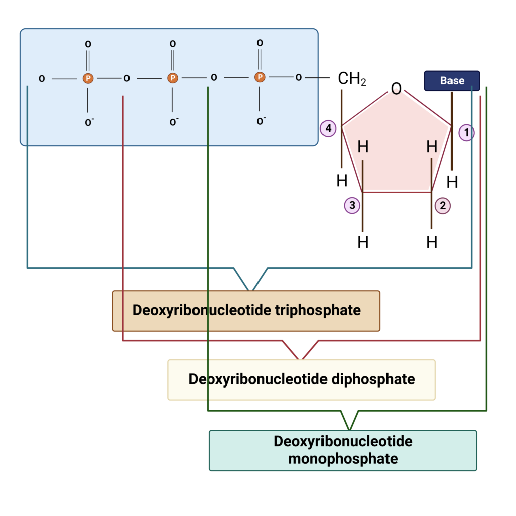 components of DNA
