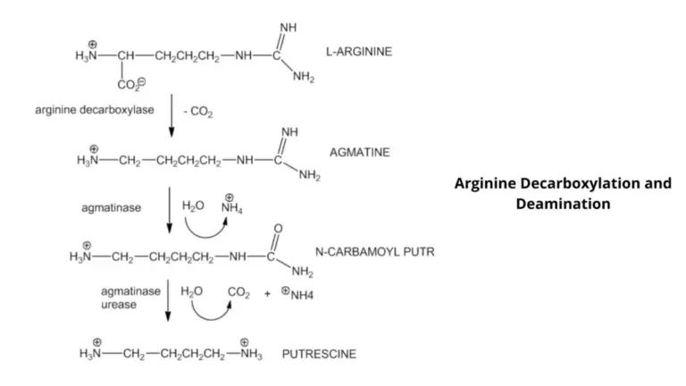 Decarboxylase Test - Principle, Procedure, Results, Uses - Biology ...