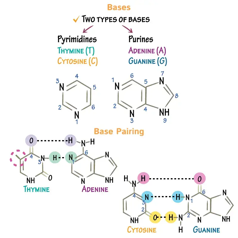 components of DNA