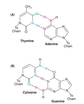 Bonds in DNA
