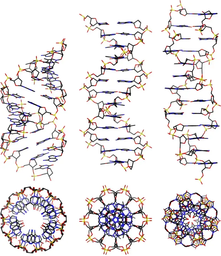 Types of DNA – From left to right, the structures of A, B and Z DNA
