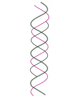 An outline of Hoogsteen triple helical structure of DNA.
