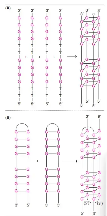 Four–stranded DNA structure (A) Parallel G–quartets (B) Antiparallel G–tetraplex.
