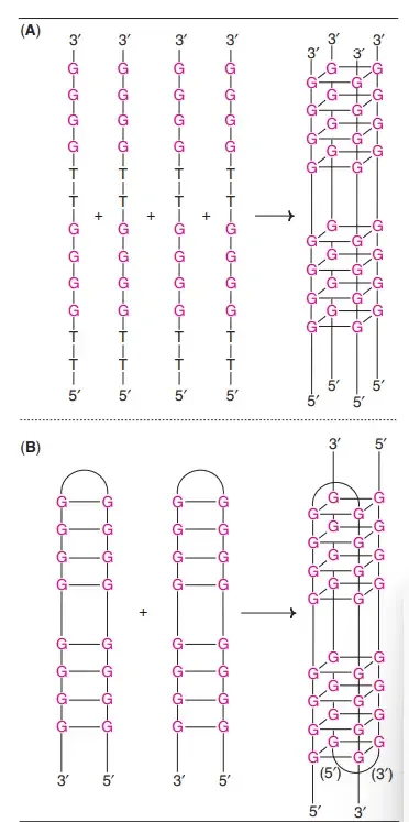 Four–stranded DNA structure (A) Parallel G–quartets (B) Antiparallel G–tetraplex.
