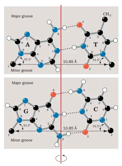 Major and Minor Grooves of the DNA
