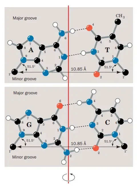 Major and Minor Grooves of the DNA
