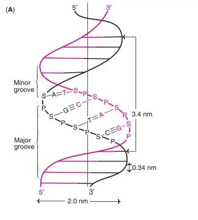 Watson and Crick model of DNA
