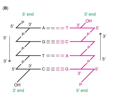 Complementary base pairing in DNA helix
