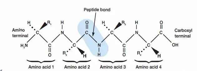 Peptide Bonds Link Amino Acids Together in Peptide Chains
