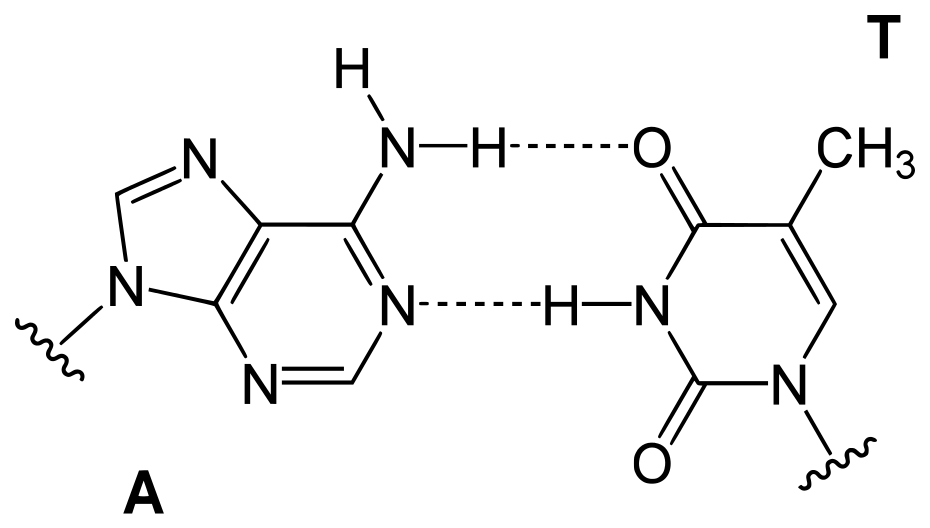 Chargaff’s Rule
