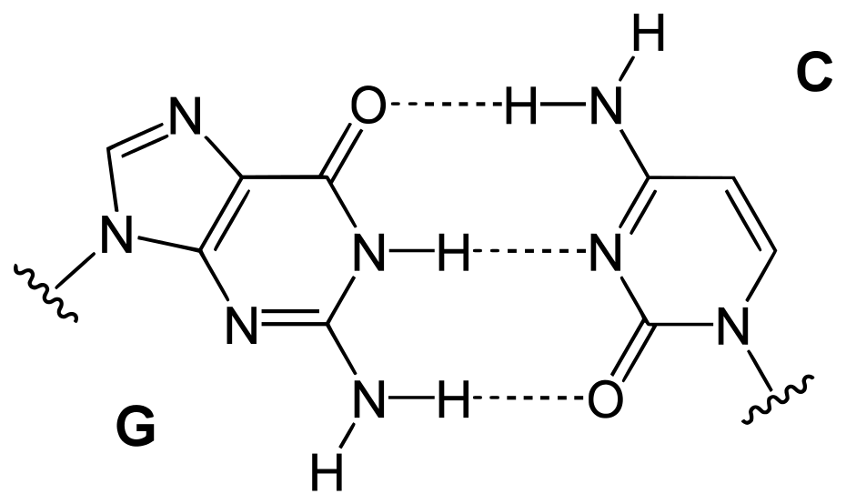 Chargaff’s Rule
