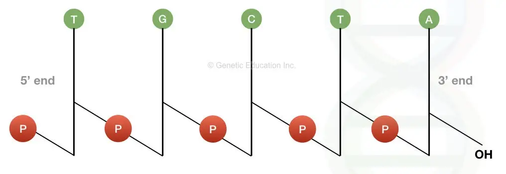 How to write a sequence of DNA?