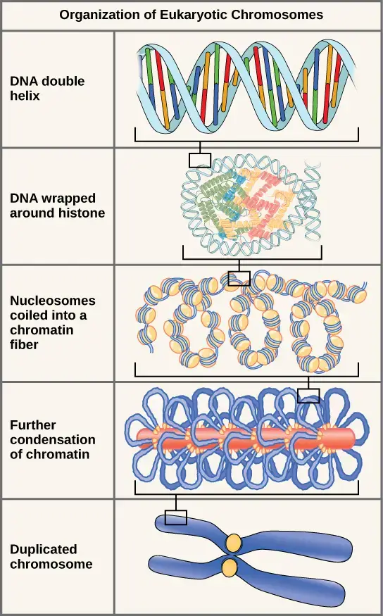 These figures illustrate the compaction of the eukaryotic chromosome. | Image Source: https://opentextbc.ca/biology/chapter/9-1-the-structure-of-dna/
