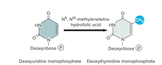 Deoxythymidine Monophosphate Synthesis.
