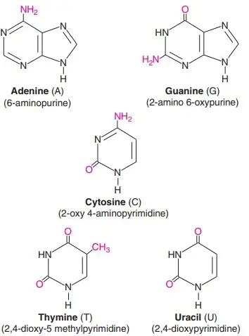 Structures of major purines (A, G) and pyrimidines (C, T, U) found in nucleic acids
