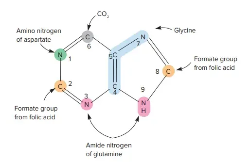 Sources of the Nitrogen and Carbon in Purines.

